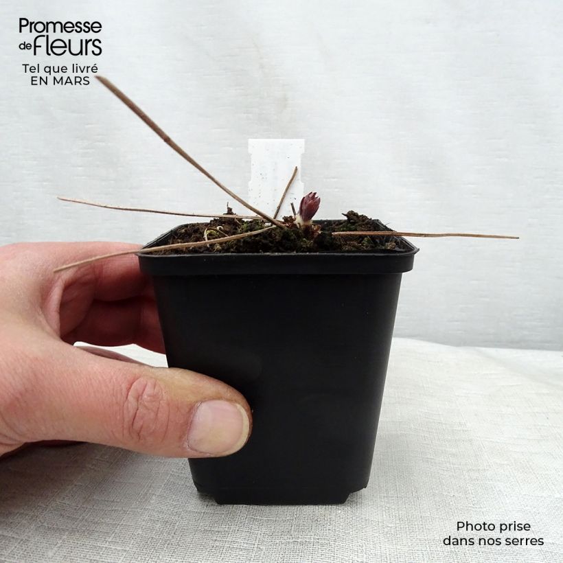 Geranium maculatum Espresso Vasetto da 8/9 cm esemplare consegnato in primavera