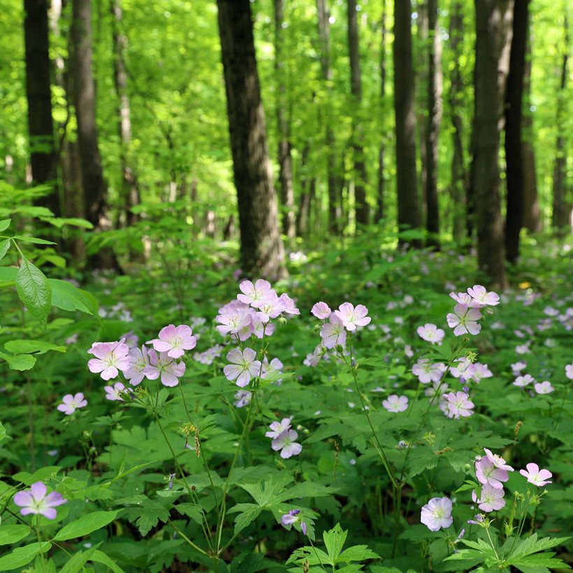 Geranium maculatum (Porto)