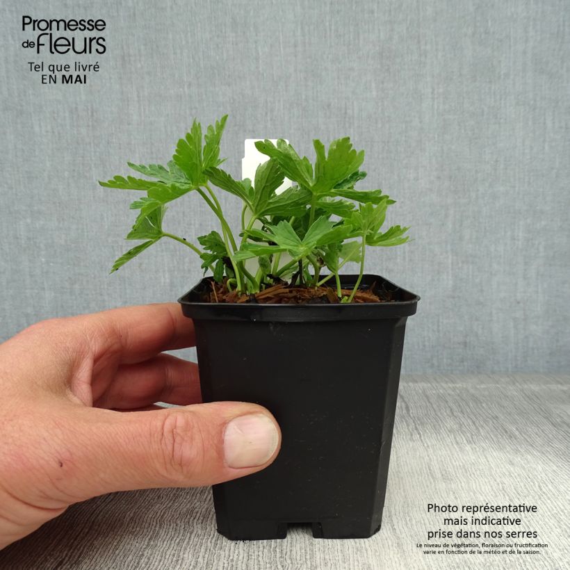 Example of Geranium maculatum var. album Vasetto da 8/9 cm as you get in printemps