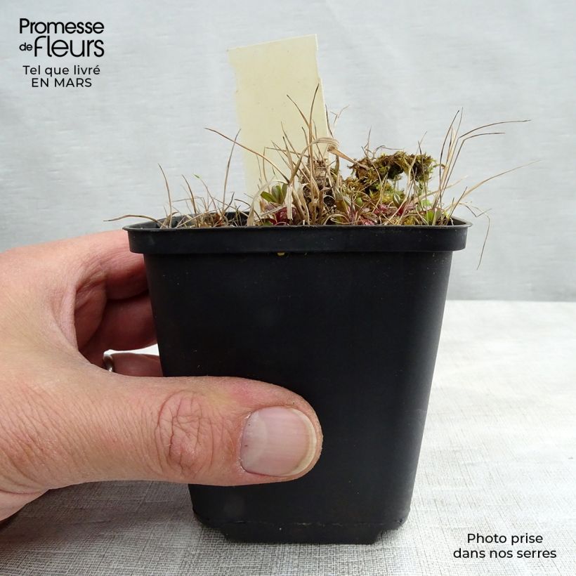 Geranium maculatum Vickie Lynn Vasetto da 8/9 cm esemplare consegnato in primavera