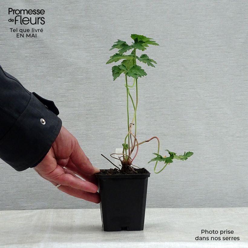 Geranium magnificum Vasetto da 8/9 cm esemplare consegnato in primavera