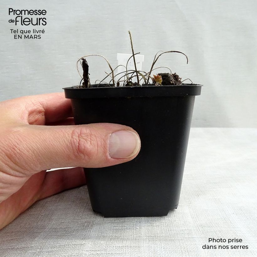 Example of Geranium magnificum Rosemoor Vasetto da 8/9 cm as you get in printemps