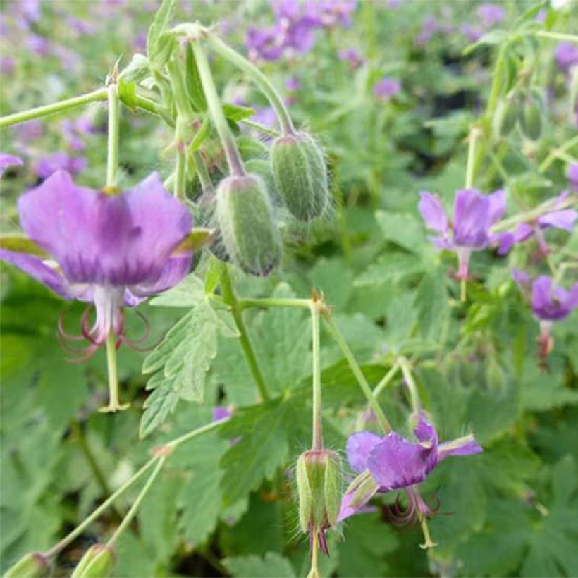 Geranium monacense (Fioritura)