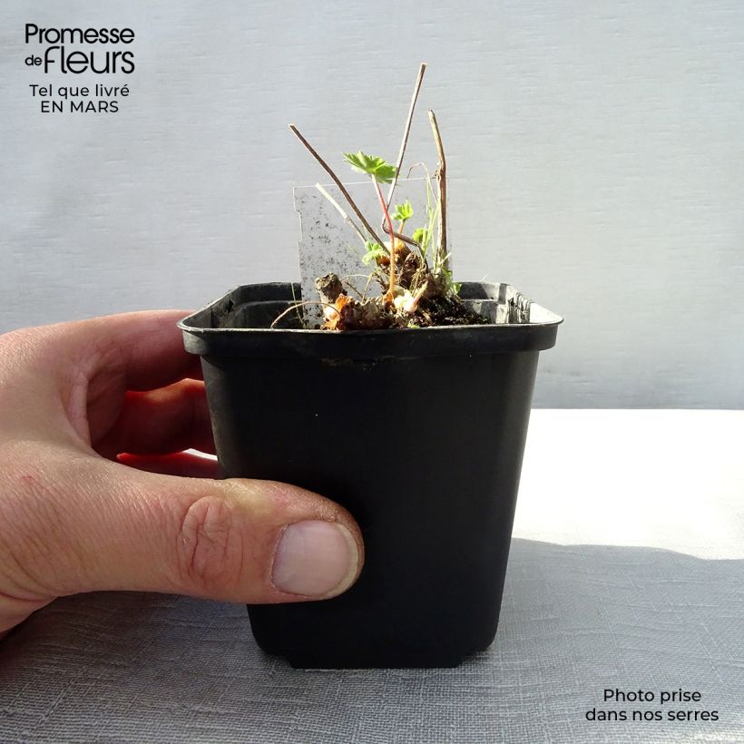 Geranium monacense Vasetto da 8/9 cm esemplare consegnato in primavera