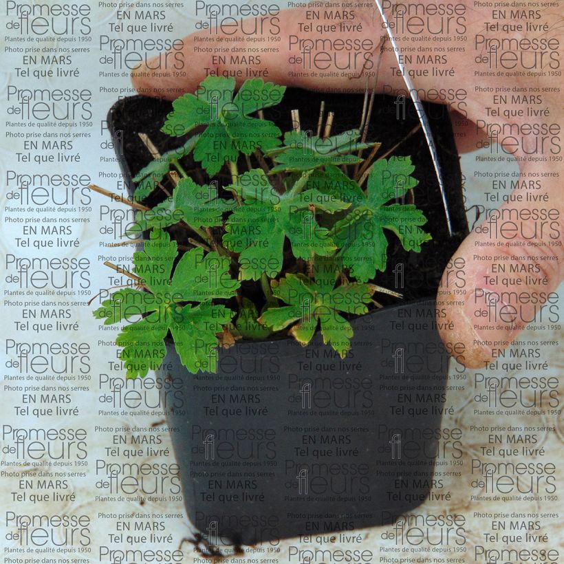 Esempio di esemplare Geranium monacense var. anglicum Vasetto da 8/9 cm come consegnato