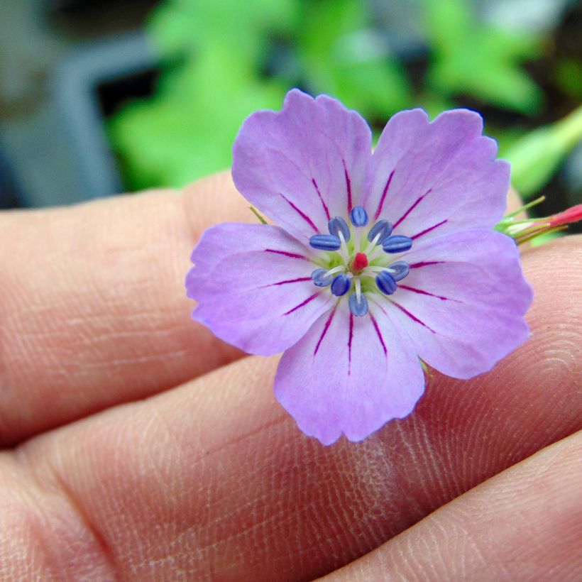Geranium nodosum - Geranio nodoso (Flowering)