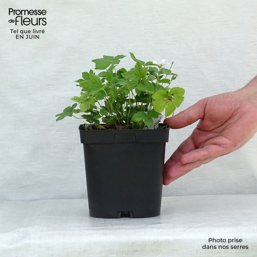 Esemplare di Geranium nodosum Silverwood - Geranio nodoso Vaso da 2L/3L consegnato in estate