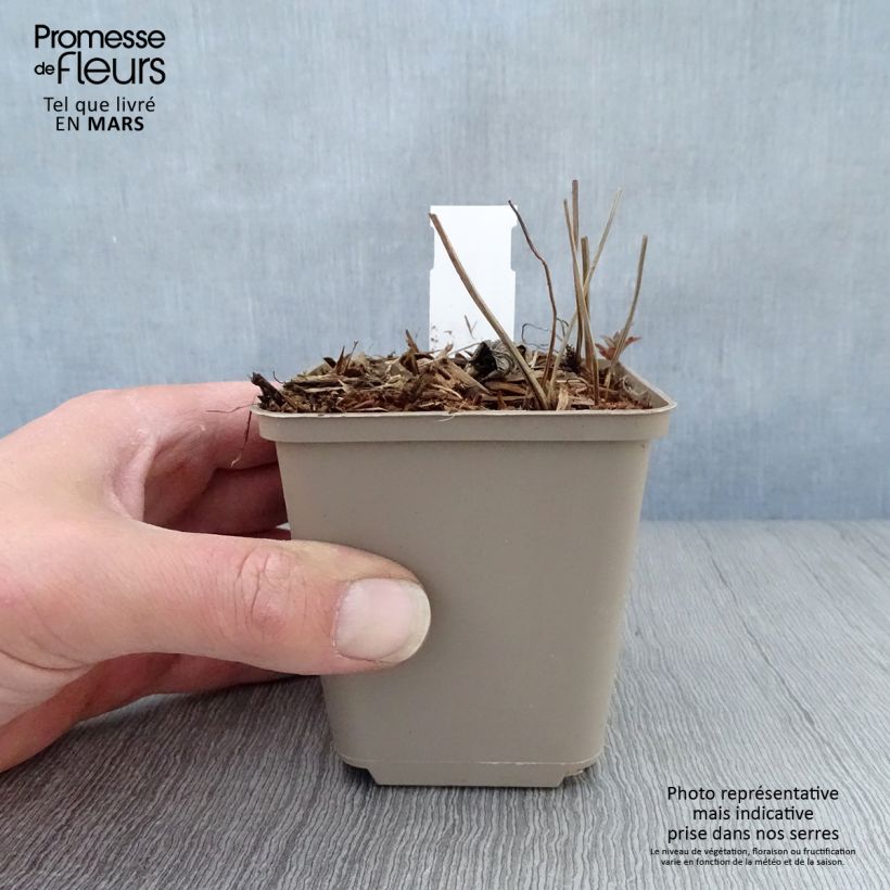 Geranium nodosum Simon - Geranio nodoso Vasetto da 8/9 cm esemplare consegnato in primavera