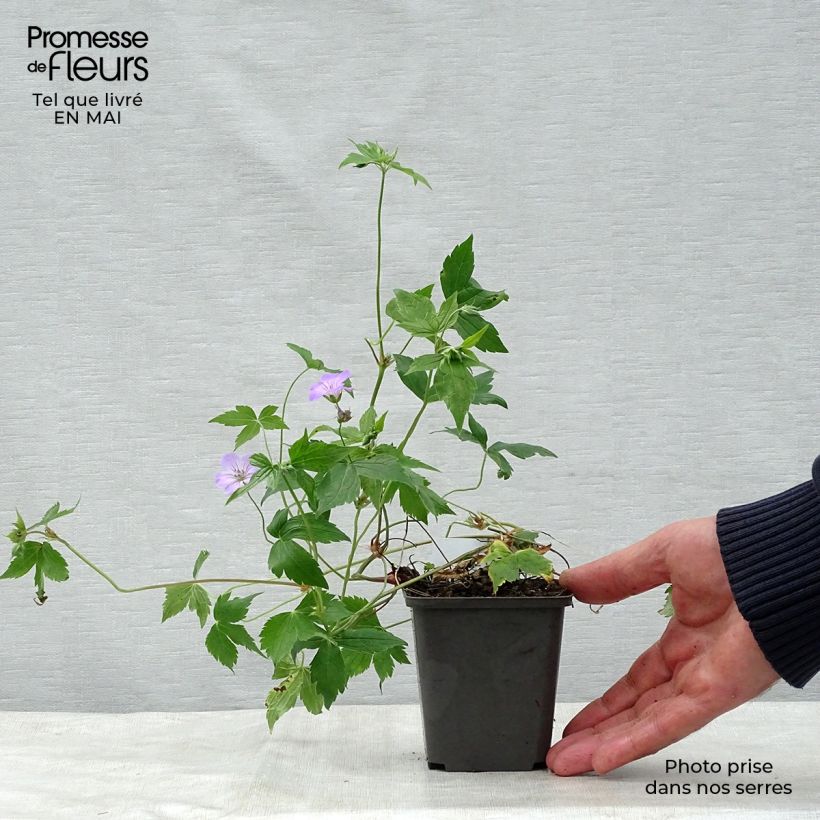 Example of Geranium nodosum - Geranio nodoso Vasetto da 8/9 cm as you get in printemps