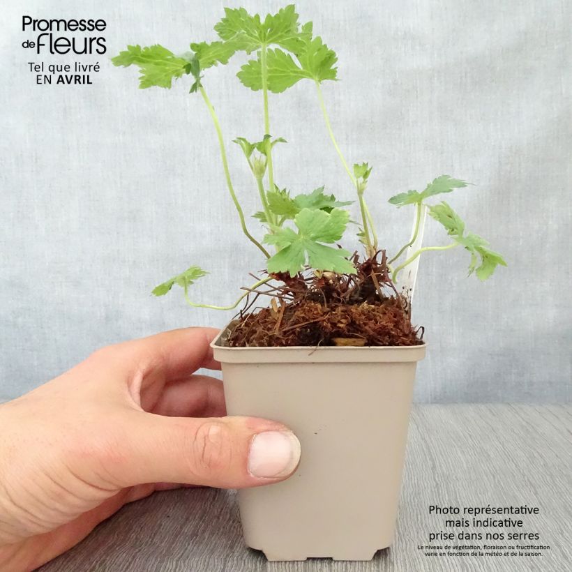 Example of Geranium oxonianum Hollywood Vasetto da 8/9 cm as you get in printemps