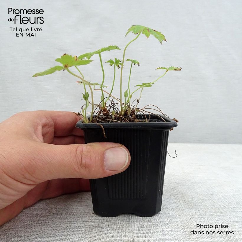 Geranium oxonianum Rosenlicht Vasetto da 8/9 cm esemplare consegnato in primavera