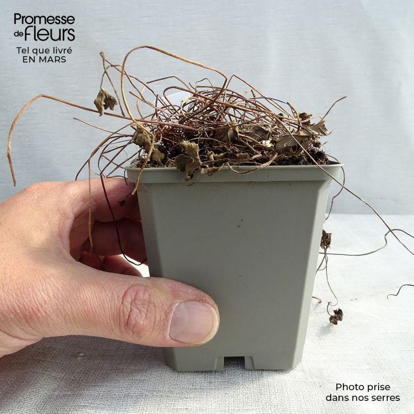 Geranium oxonianum Sanne Vasetto da 8/9 cm esemplare consegnato in primavera