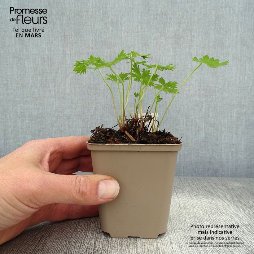 Example of Geranium oxonianum Sherwood Vasetto da 8/9 cm as you get in printemps