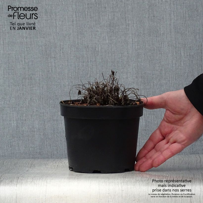 Example of Geranium oxonianum Sherwood Vaso da 2L/3L as you get in hiver