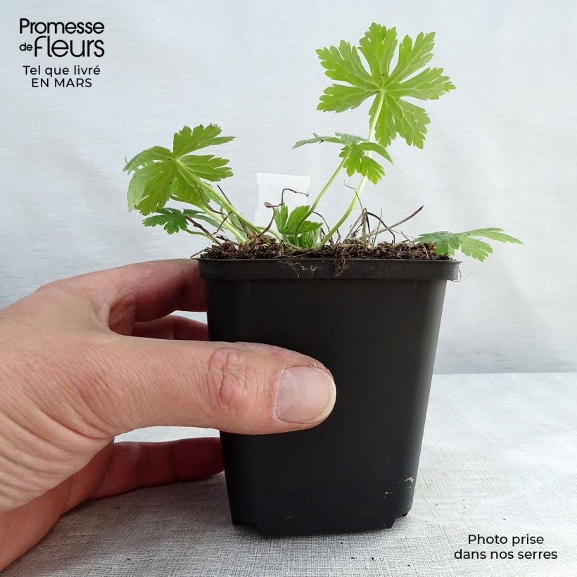 Geranium phaeum Album - Geranio stellato Vasetto da 8/9 cm esemplare consegnato in primavera