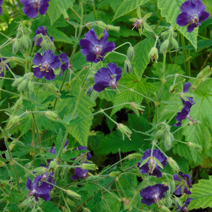 Geranium phaeum Lily Lovell - Geranio stellato (Porto)