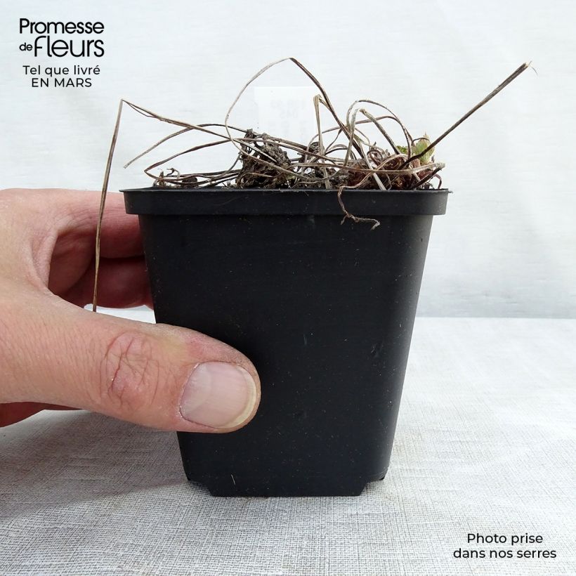 Geranium phaeum Lily Lovell - Geranio stellato Vasetto da 8/9 cm esemplare consegnato in primavera