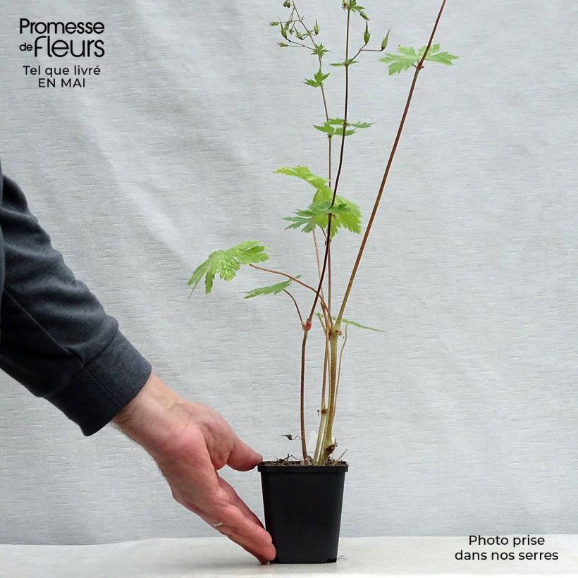 Example of Geranium phaeum Mourning Widow - Geranio stellato Vasetto da 8/9 cm as you get in printemps