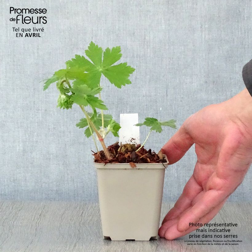 Example of Geranium phaeum Raven - Geranio stellato Vasetto da 8/9 cm as you get in printemps