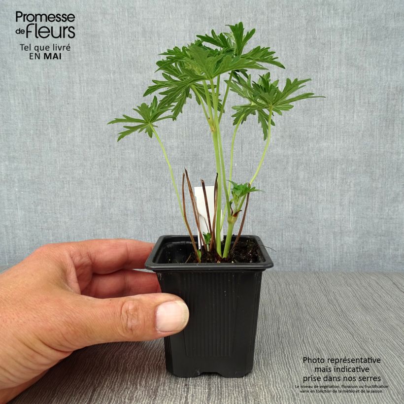 Geranium pratense Algera Double - Geranio dei prati Vasetto da 8/9 cm esemplare consegnato in primavera