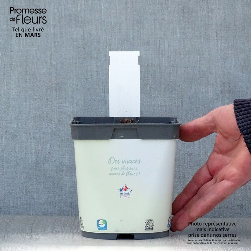 Geranium pratense Algera Double - Geranio dei prati Vaso da 2L/3L esemplare consegnato in primavera