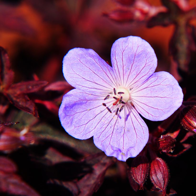 Geranium pratense Dark Reiter - Geranio dei prati (Fioritura)