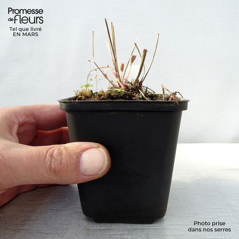 Geranium pratense Ilja - Geranio dei prati Vasetto da 8/9 cm esemplare consegnato in primavera