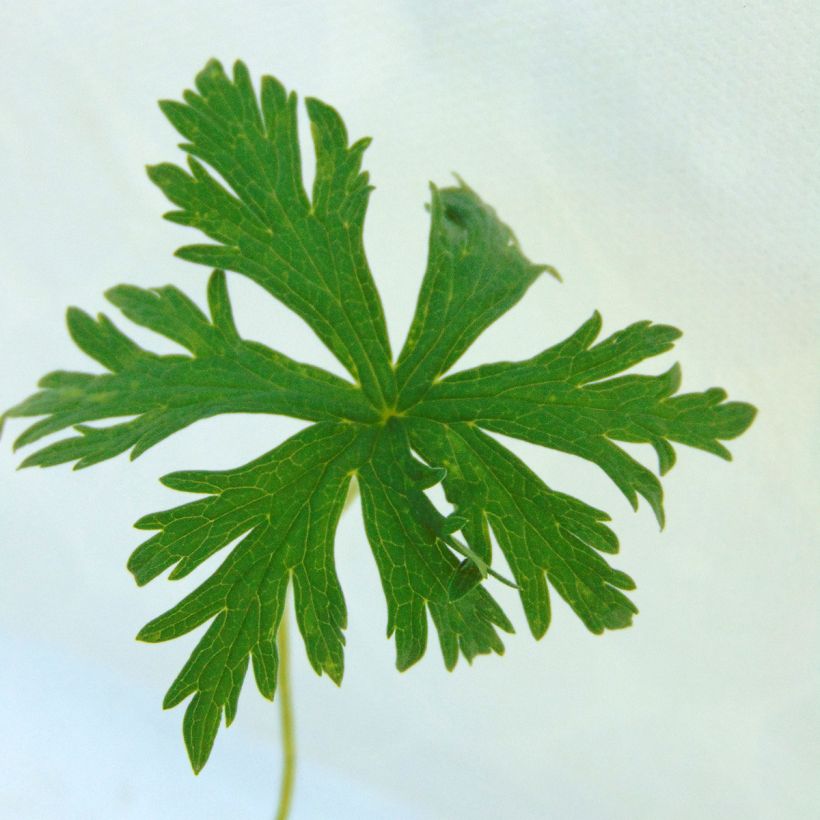 Geranium pratense Laura - Geranio dei prati (Foliage)