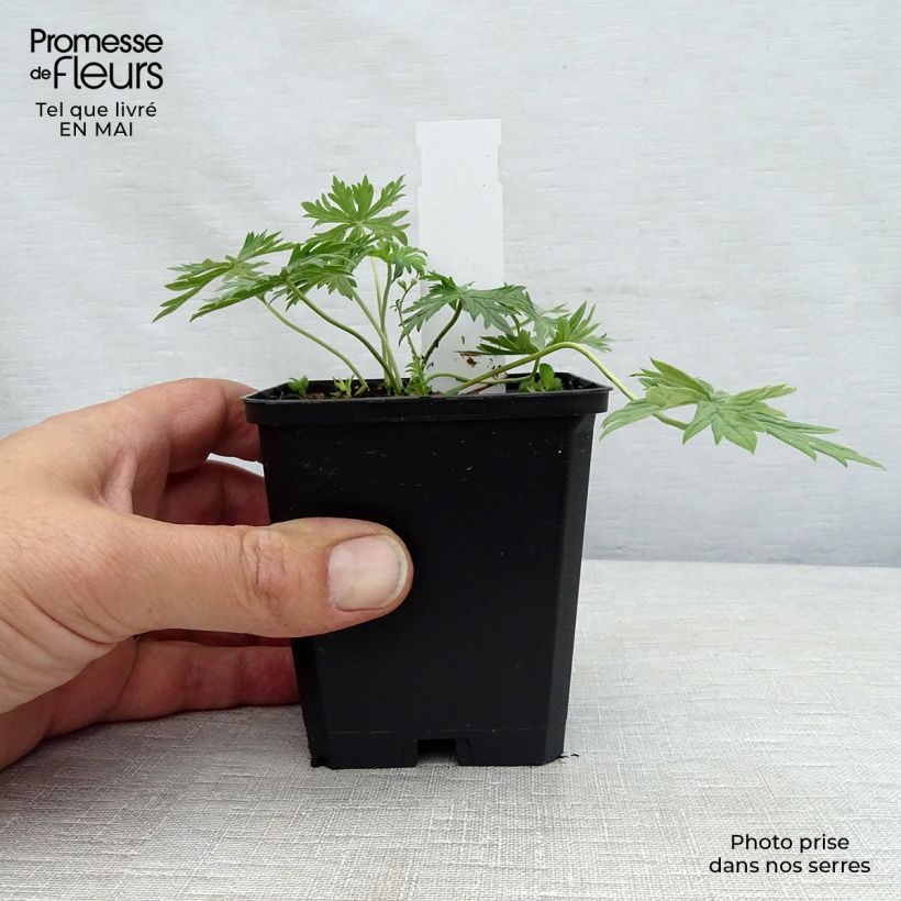 Example of Geranium pratense Laura - Geranio dei prati Vasetto da 8/9 cm as you get in printemps