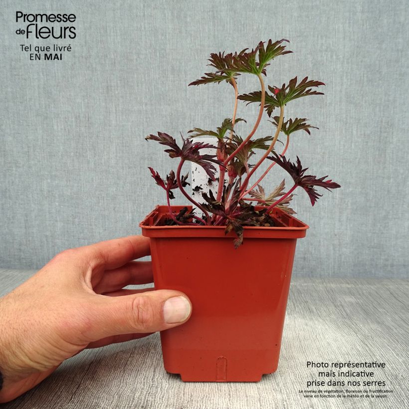 Geranium pratense Midnight Reiter - Geranio dei prati Vasetto da 8/9 cm esemplare consegnato in primavera