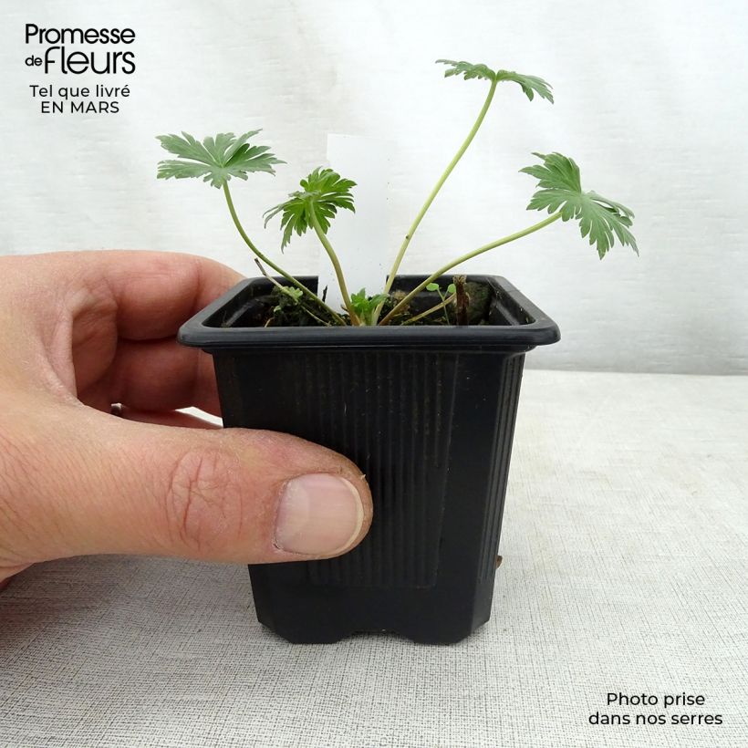 Geranium pratense Mrs Kendall Clark - Geranio dei prati Vasetto da 8/9 cm esemplare consegnato in primavera