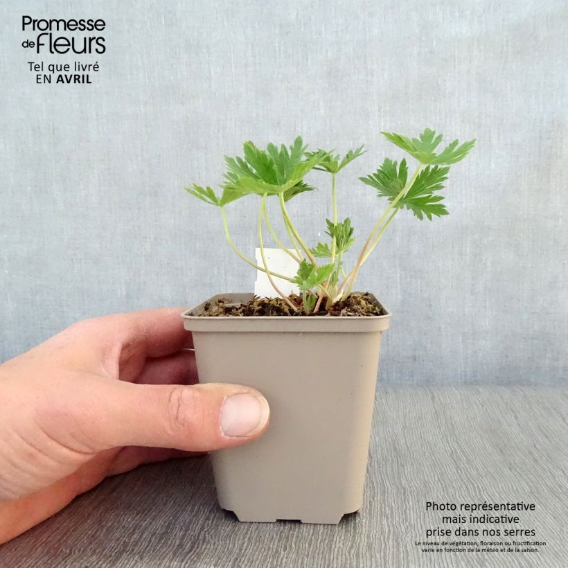 Geranium pratense Splish Splash - Geranio dei prati Vasetto da 8/9 cm esemplare consegnato in primavera