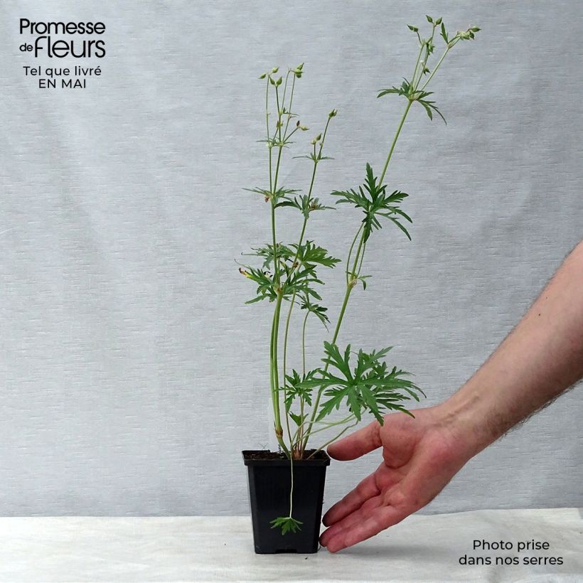 Example of Geranium pratense Summer Skies - Geranio dei prati Vasetto da 8/9 cm as you get in printemps