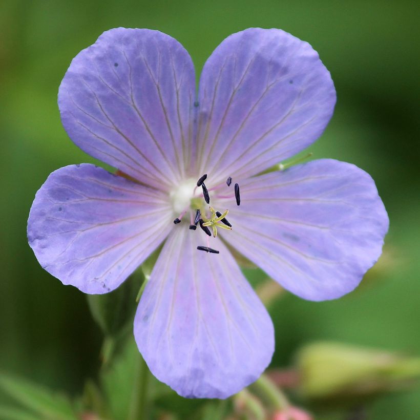 Geranium pratense Victor Reiter Junior - Geranio dei prati (Fioritura)