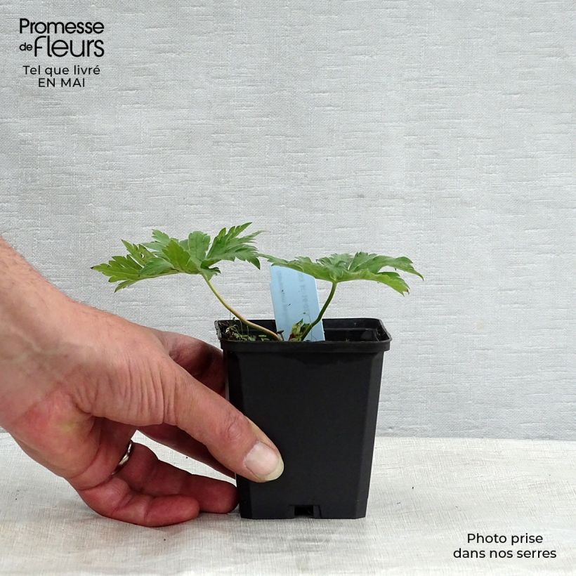 Example of Geranium psilostemon Vasetto da 8/9 cm as you get in printemps