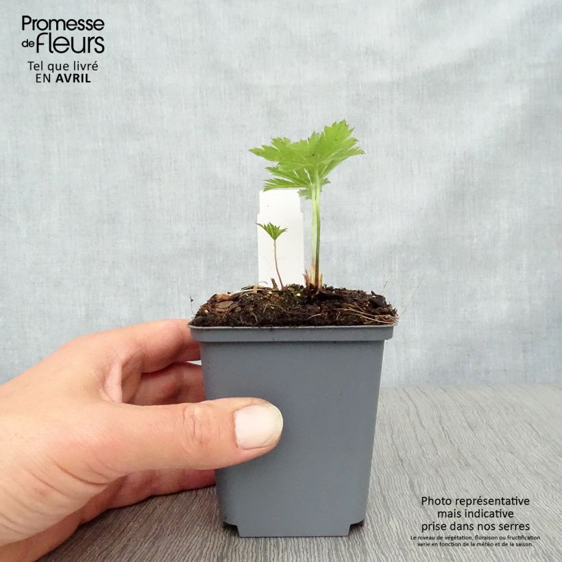 Geranium psilostemon Red Admiral Vasetto da 8/9 cm esemplare consegnato in primavera