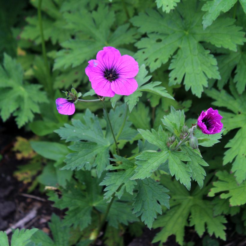 Geranium psilostemon (Flowering)