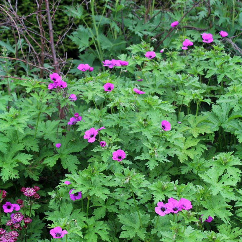 Geranium psilostemon (Plant habit)