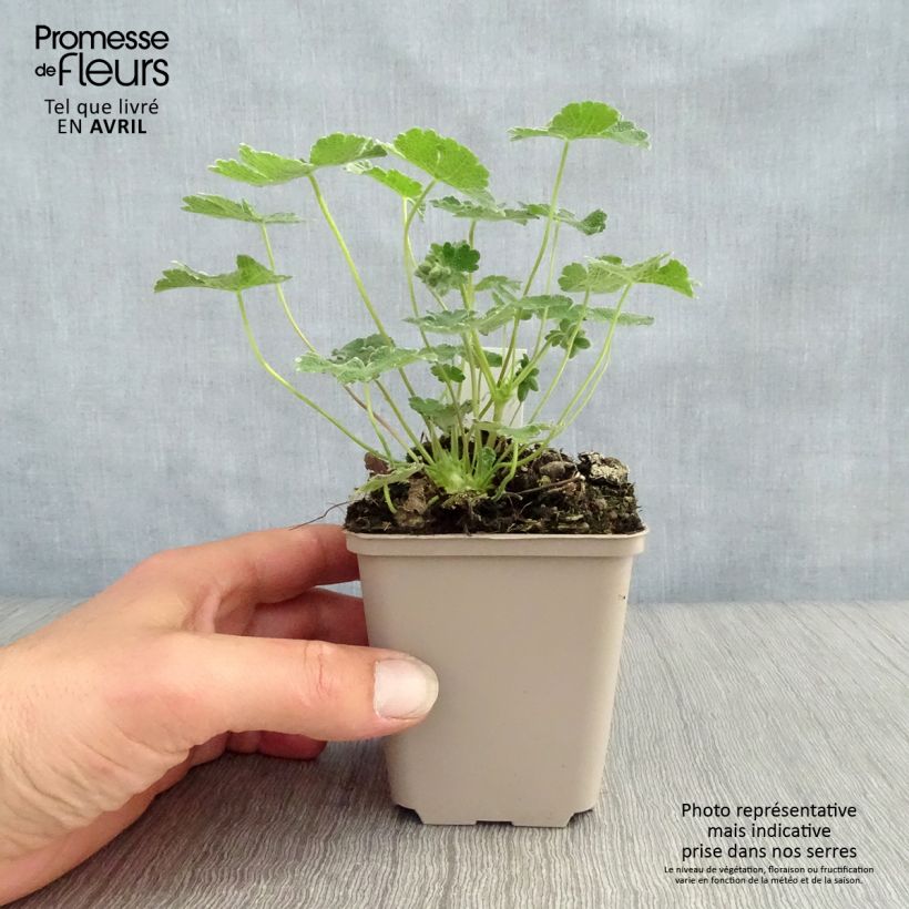 Geranium renardii Vasetto da 8/9 cm esemplare consegnato in primavera