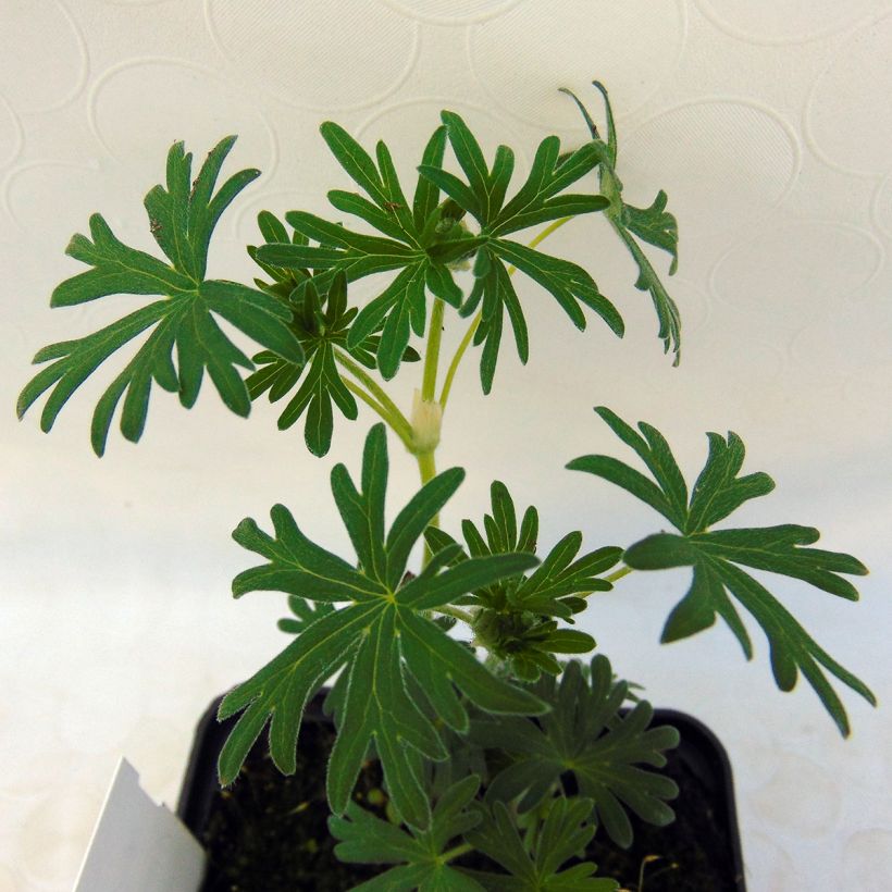 Geranium sanguineum Album - Geranio sanguigno (Foliage)