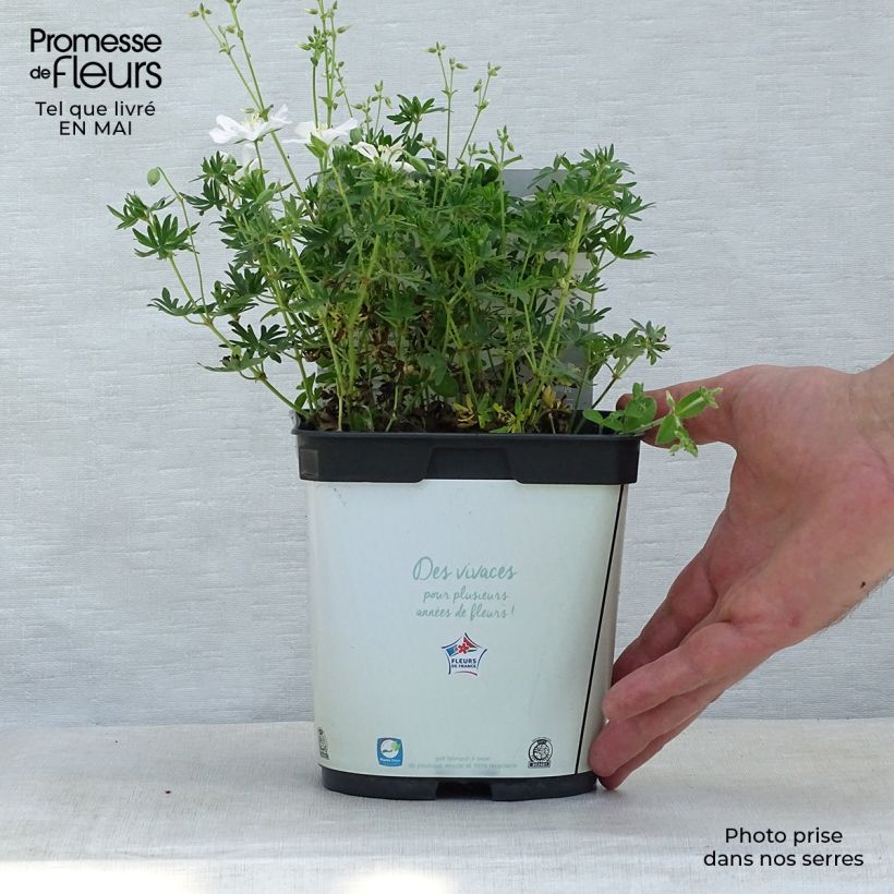 Example of Geranium sanguineum Album - Geranio sanguigno Vaso da 1,5L/2L as you get in printemps