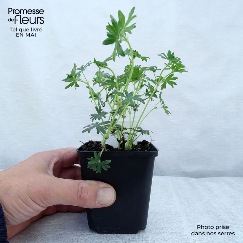 Example of Geranium sanguineum Album - Geranio sanguigno Vasetto da 8/9 cm as you get in printemps