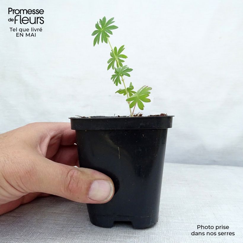 Example of Geranium sanguineum Compactum - Geranio sanguigno Vasetto da 8/9 cm as you get in printemps