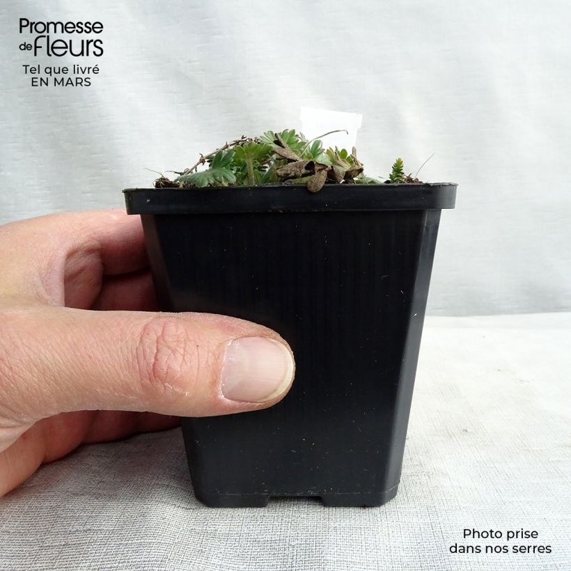 Geranium sanguineum Elke - Geranio sanguigno Vasetto da 8/9 cm esemplare consegnato in primavera