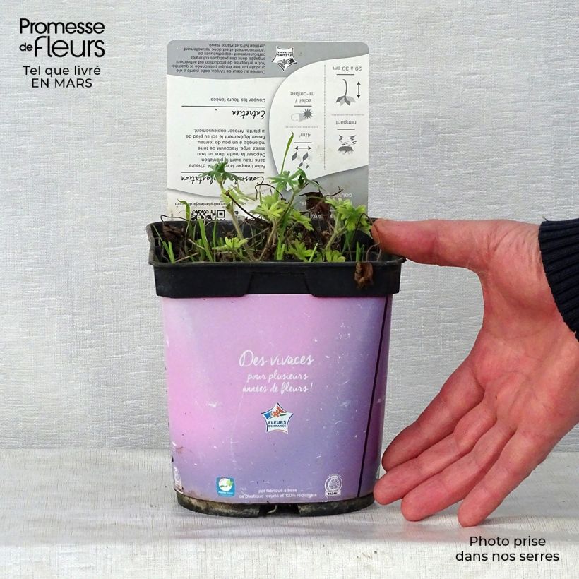 Geranium sanguineum Elke - Geranio sanguigno Vaso da 2L/3L esemplare consegnato in primavera