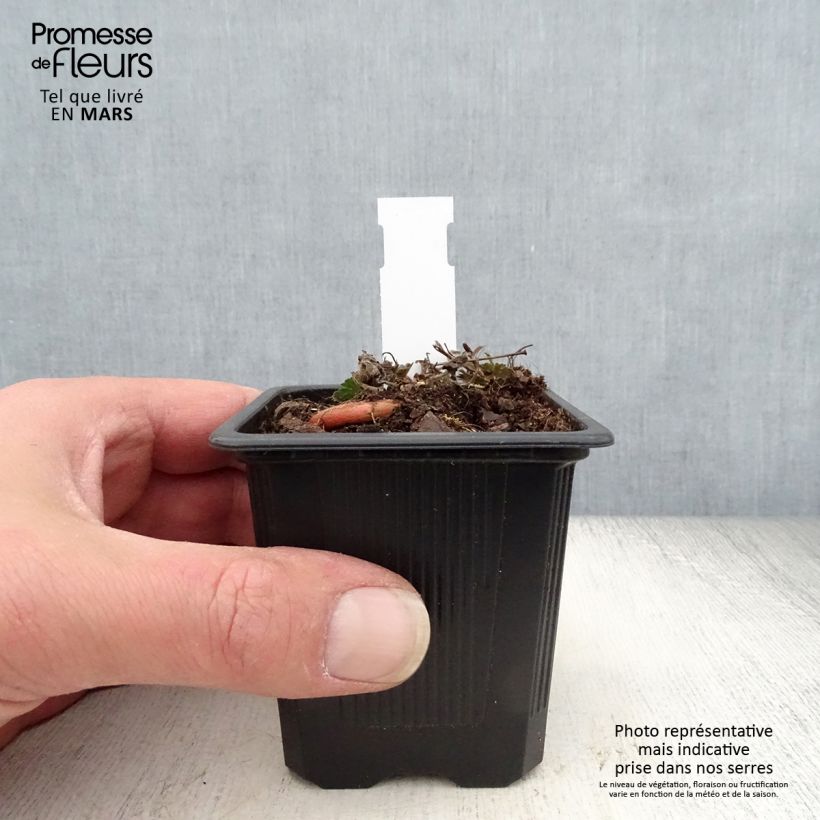 Example of Geranium sanguineum Max Frei - Geranio sanguigno Vasetto da 8/9 cm as you get in printemps