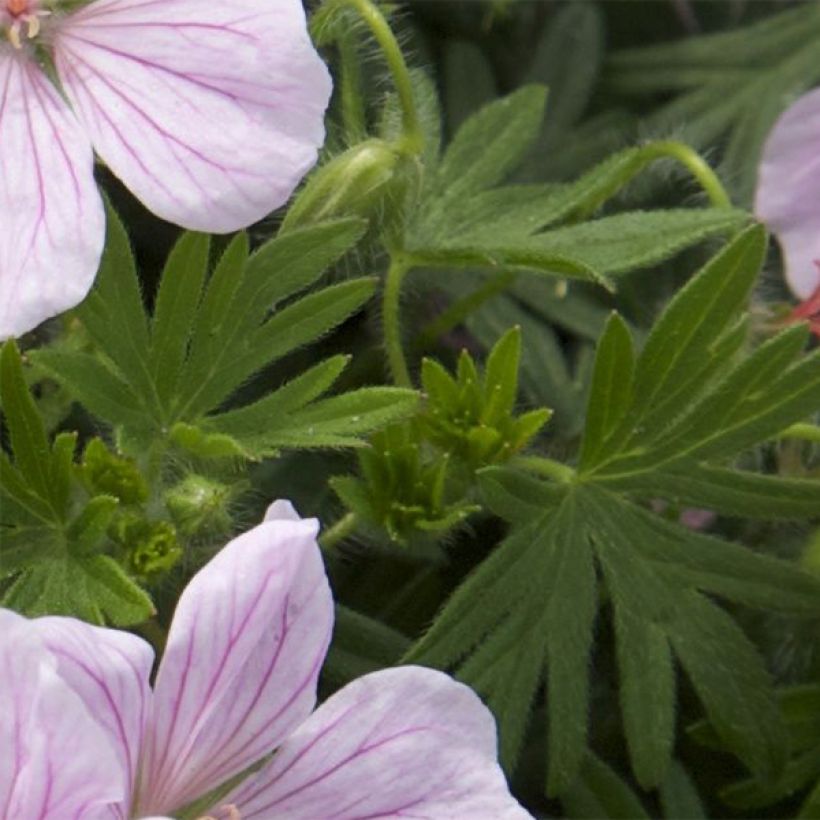 Geranium sanguineum Pink Pouffe - Geranio sanguigno (Foliage)