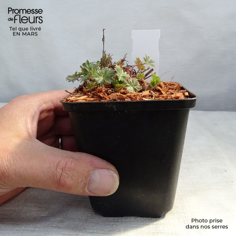 Example of Geranium sanguineum Pink Pouffe - Geranio sanguigno Vasetto da 8/9 cm as you get in printemps