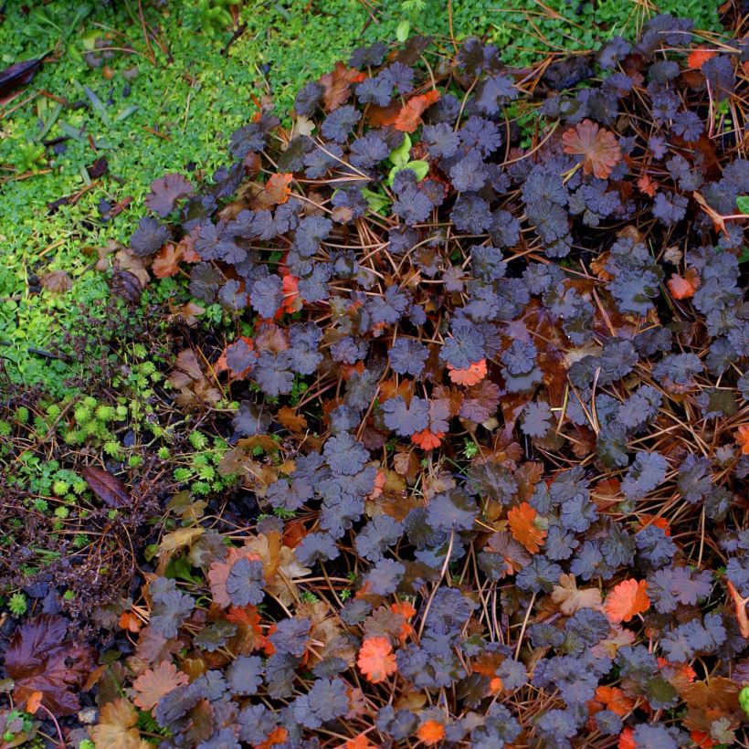 Geranium sessiliflorum Nigricans (Fogliame)