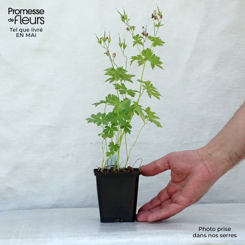 Geranium sylvaticum Album - Geranio silvano Vasetto da 8/9 cm esemplare consegnato in primavera